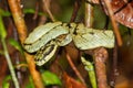 Sri Lankan Green Pit Viper, Trimeresurus trigonocephalus, Sinharaja National Park Rain Forest