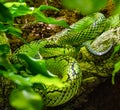 Sri Lankan green pitviper portrait, endemic to Sri Lanka