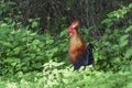 Sri Lankan Jungle fowl looking aggressive Royalty Free Stock Photo