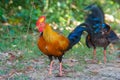 Sri Lankan Jungle Fowl Royalty Free Stock Photo