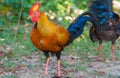 Sri Lankan Jungle Fowl Royalty Free Stock Photo