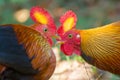 Sri Lankan Jungle Fowl Royalty Free Stock Photo