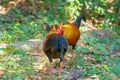 Sri Lankan Jungle Fowl Royalty Free Stock Photo