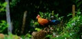 Sri Lankan jungle fowl photograph, Beautiful male jungle fowl stand on a tree log and watchful of the surroundings, Endemic and Royalty Free Stock Photo