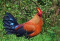 Sri Lankan junglefowl Royalty Free Stock Photo