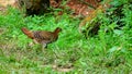 Sri Lankan junglefowl female, Hen is much smaller compared to the male, dull brown plumage with white patterning on lower belly