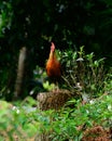Sri Lankan junglefowl frontal view photograph, Beautiful male jungle fowl stand on a tree log and watchful of the surroundings, Royalty Free Stock Photo