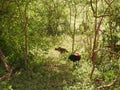 A Sri Lankan Junglefowl Gallus lafayettii forages on a jungle path deep in Sinharaja Forest Reserve. This is the national bird of