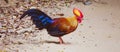 Sri Lankan Junglefowl Gallus lafayettii Royalty Free Stock Photo