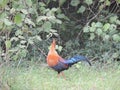 Sri Lankan junglefowl - Lafayette's junglefowl,