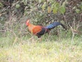 Sri Lankan junglefowl - Lafayette's junglefowl,