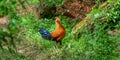 Sri Lankan junglefowl, the National bird of Sri Lanka, is also endemic, with Beautiful vivid plumage, and highly exaggerated