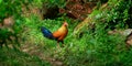 Sri Lankan junglefowl photograph, Beautiful vivid plumage, and highly exaggerated wattle and comb. Orange-red body plumage with Royalty Free Stock Photo