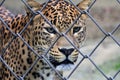 Sri Lankan leopar - Panthera pardus kotiya Royalty Free Stock Photo