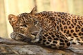 Sri lankan leopard Royalty Free Stock Photo