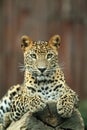 Sri lankan leopard Royalty Free Stock Photo