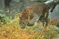 Sri Lankan leopard Royalty Free Stock Photo