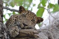 Sri Lankan leopard close up sleep time after meal