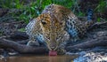 Sri Lankan leopard drinking water at the pond