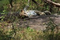 Sri Lankan Leopard Royalty Free Stock Photo