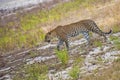 Sri Lankan Leopard, Kotiya, Chiruththai, Panthera pardus kotiya, Wilpattu National Park