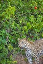 Sri Lankan Leopard, Kotiya, Wilpattu National Park, Sri Lanka