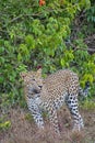 Sri Lankan Leopard, Kotiya, Chiruththai, Wilpattu National Park, Sri Lanka