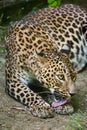 Sri Lankan leopard Panthera pardus kotiya Royalty Free Stock Photo