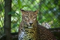 Sri Lankan leopard Panthera pardus kotiya