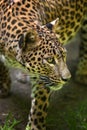 Sri Lankan leopard Panthera pardus kotiya Royalty Free Stock Photo