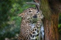 Sri Lankan leopard Panthera pardus kotiya Royalty Free Stock Photo