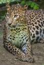 Sri Lankan leopard Panthera pardus kotiya