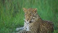 Sri Lankan leopard, Panthera pardus kotiya, big spotted cat lying on the tree in the nature habitat, Yala national park, Sri Lanka Royalty Free Stock Photo