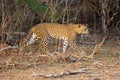The Sri Lankan leopard Panthera pardus kotiya going in dense bush. A rare leopard from Sri Lanka, a young female walks through a