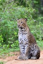 Sri Lankan leopard. Panthera pardus kotiya Royalty Free Stock Photo