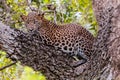 Sri Lankan leopard Panthera pardus kotiya, predator native to Sri Lanka. Wildlife, Yala National Park Royalty Free Stock Photo