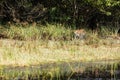 Sri Lankan leopard Panthera pardus kotiya on the shore of the lake National Park Wilpattu Sri Lanka