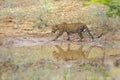 The Sri Lankan leopard Panthera pardus kotiya, strong male at waterhole. Big leopard with reflected on the water surface
