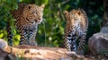 Sri Lankan leopard Panthera pardus kotiya is a leopard subspecies native to Sri Lanka. Generative AI