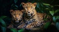 Sri Lankan leopard Panthera pardus kotiya is a leopard subspecies native to Sri Lanka Generative AI