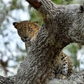 Sri Lankan leopard. Panthera pardus kotiya