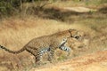 Sri Lankan Leopard