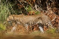 Sri Lankan leopard Panthera pardus kotiya in Wilpattu National Park close up