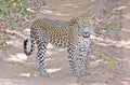 Sri Lankan Leopard - Panthera Pardus Kotiya At Wilpattu National Park Royalty Free Stock Photo