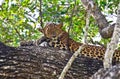 Sri Lankan Leopard - Panthera Pardus Kotiya At Wilpattu National Park Royalty Free Stock Photo