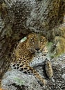 The Sri Lankan leopard Panthera pardus kotiya. Yala national park. SriLanka