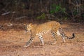 The Sri Lankan leopard Panthera pardus kotiya young female comes from the bush to open space. Asian leopard in a typical Royalty Free Stock Photo