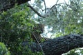 Sri Lankan leopard, ,Big spotted cat lying on the tree in the nature habitat, Yala national park evening, Sri Lanka