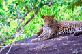 Sri Lankan leopard