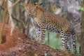 Leopard in Sri Lanka